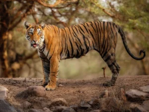 Bandhavgarh National Park Madhya Pradesh India